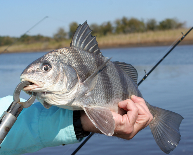 black drum fishing nc, southport nc fishing report, oak island nc fishing report