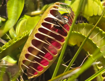 BSL Spring Fling: Venus Flytrap Festival