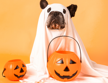Howl-O-Ween Bowser Bash Howl-O-Ween Bowser Bash