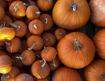 The Great Pumpkin Blowout at Brunswick Town/Fort Anderson State Historic Site The Great Pumpkin Blowout at Brunswick Town/Fort Anderson State Historic Site Details