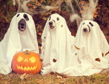 6th Annual Howl-O-Ween Dog Costume Contest Details