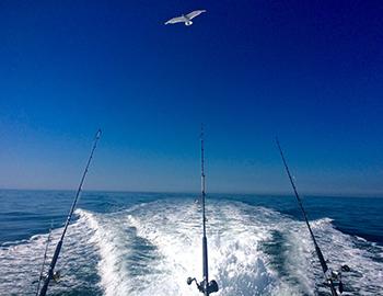 Fishing poles off the back of a fishing charter and bright blue skies