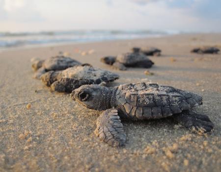 Turtle Talks in Oak Island NC