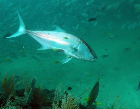 amberjack fishing north carolina