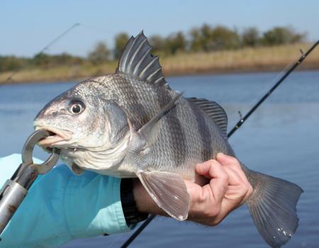 black drum fishing nc, southport nc fishing report, oak island nc fishing report