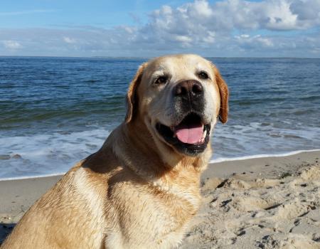 Happy golden retriever on Oak Island Beach
