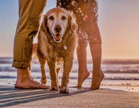 Dog on the beach in Oak Island