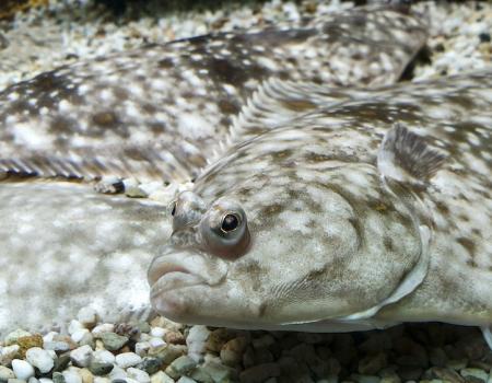 flounder fish