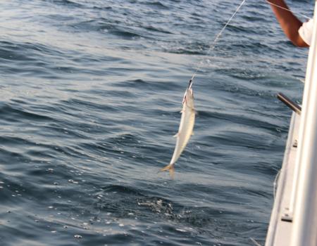 king mackerel in north carolina, fishing king mackerel southport nc, fishing king mackerel oak island nc