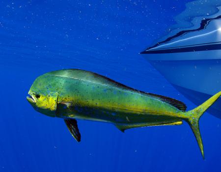 mahi mahi