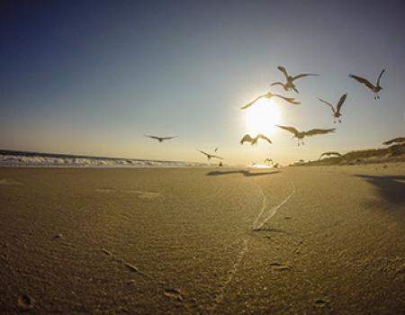 Birds taking off from the beach in Oak Island, NC