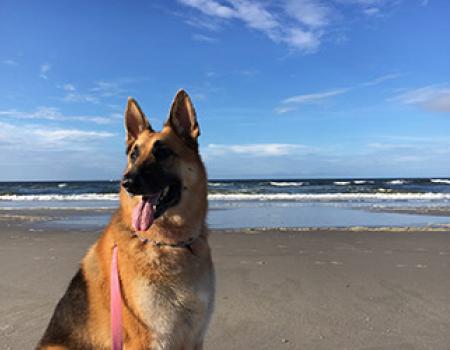 Happy dog at Oak Island beach