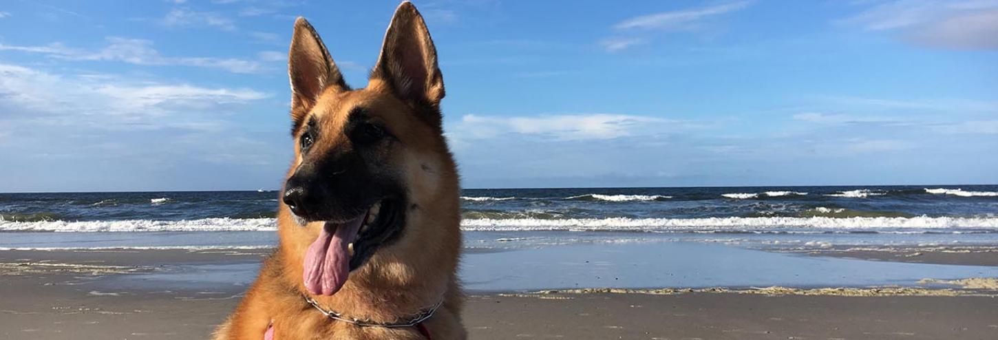 Beautiful German Shepherd on the beach at Oak Island