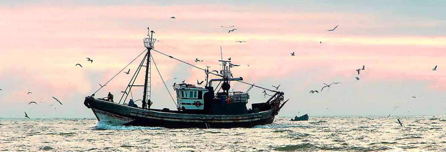 Fishing boat on the water surrounded by birds