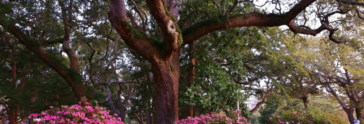 Gardens at the Smithville Burying Ground in North Carolina