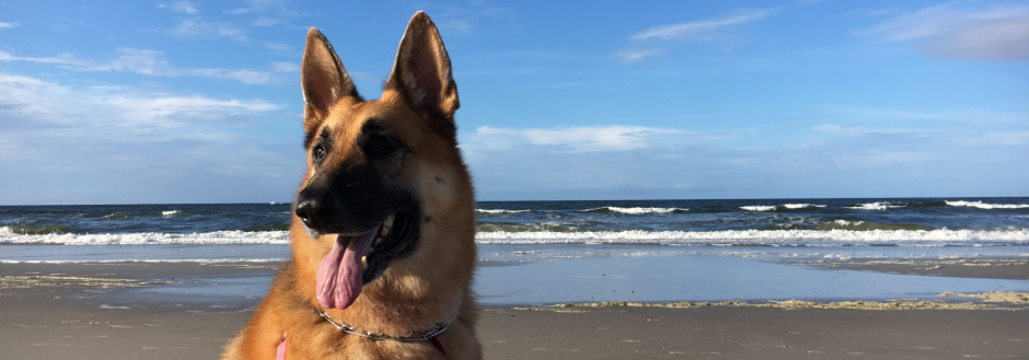 Pet Friendly Oak Island Vacation