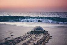 Sea turtle in Oak Island