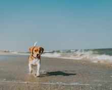 How to Have the Ultimate Pet-Friendly Oak Island Vacation That Gets Tails Wagging