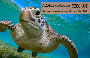 Sea Turtle photo on advertisement for fall and winter short term vacation rental specials at Margaret Rudd & Associates, Inc., REALTORS vacation rentals