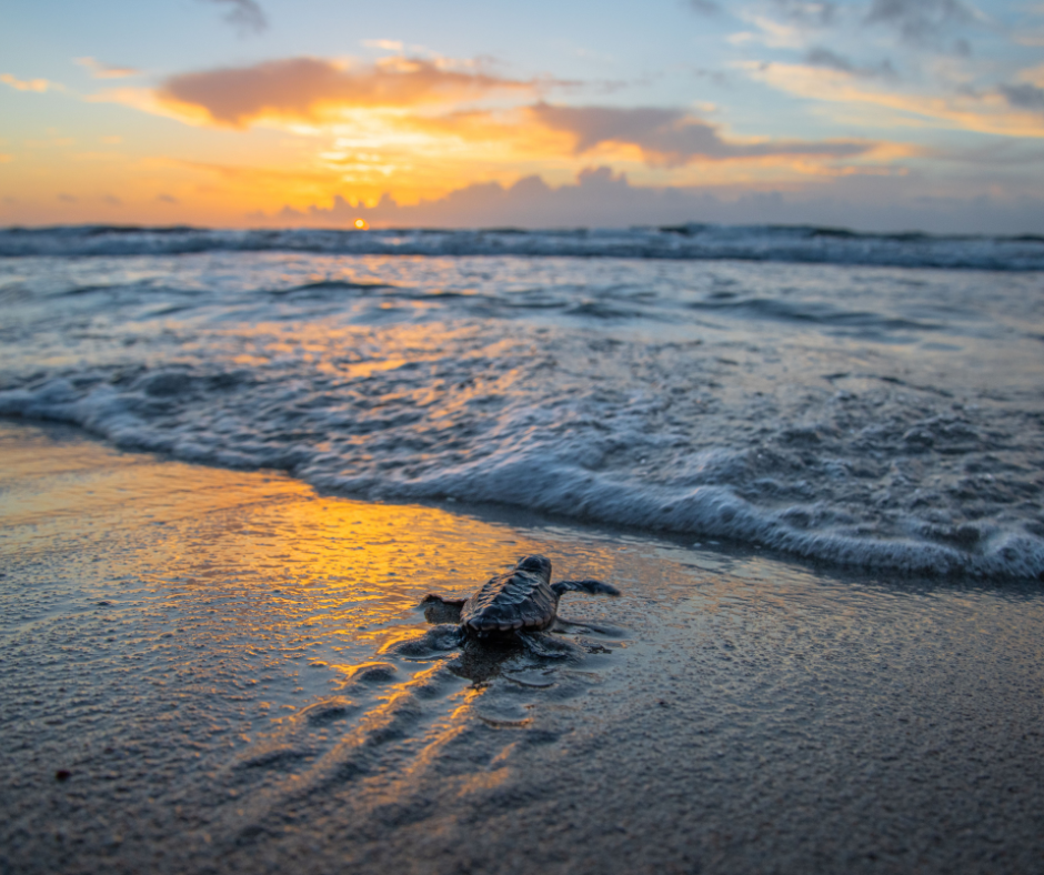 NC Sea Turtle Nesting Season