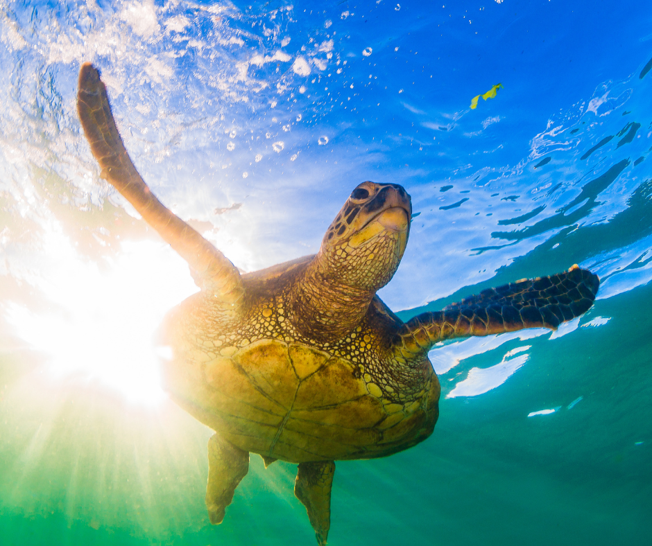 Protecting NC Sea Turtles Protecting NC Sea Turtles