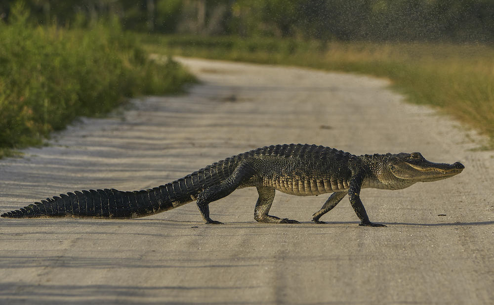 alligators in north carolina