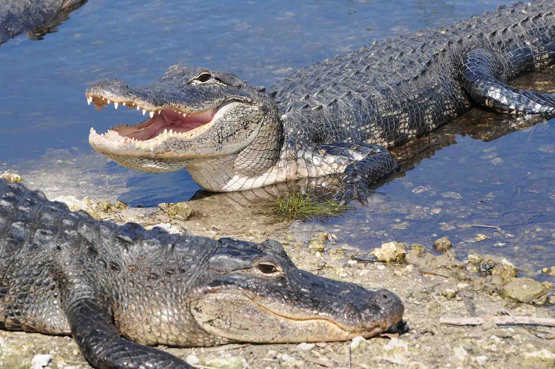 Alligators at Shallotte Park