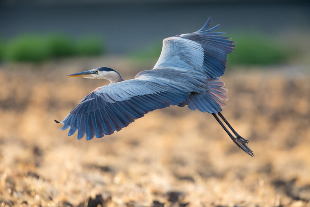 blue heron in oak island, nc