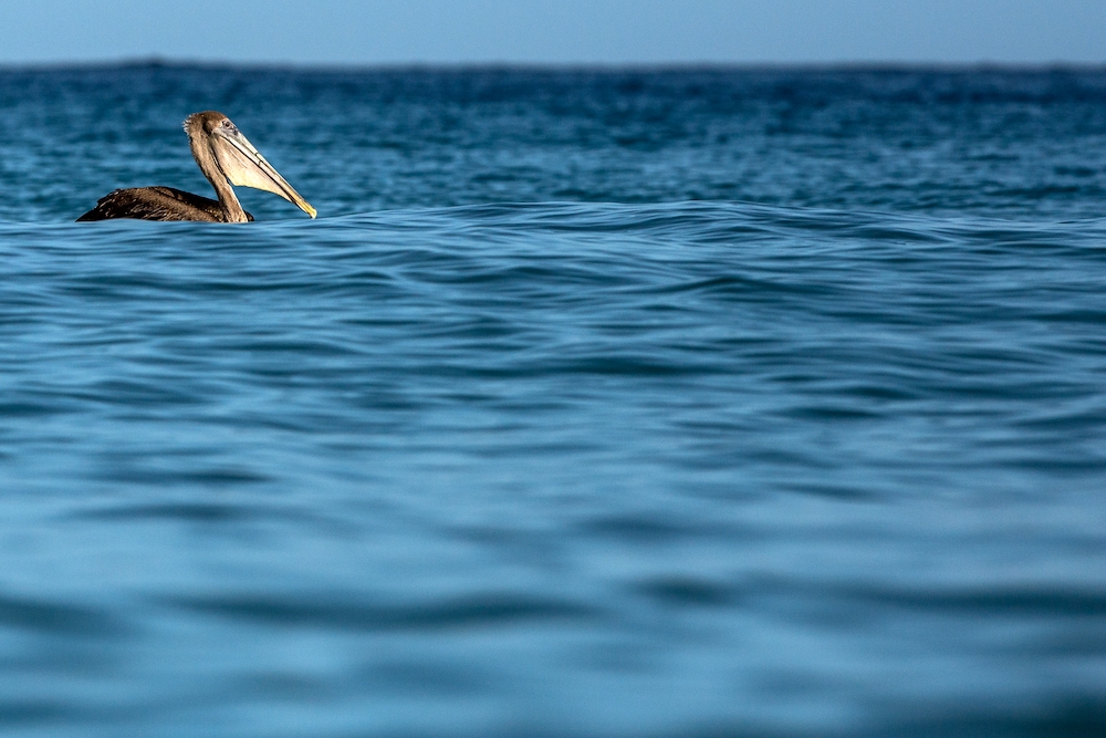 brown pelican in oak island nc