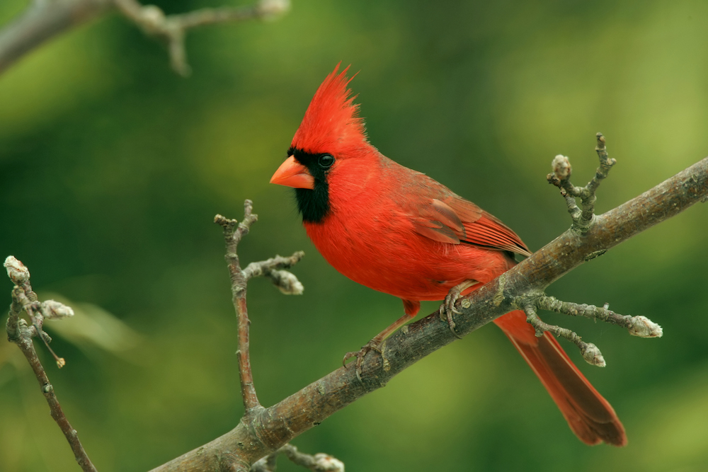 cardinal in north carolina
