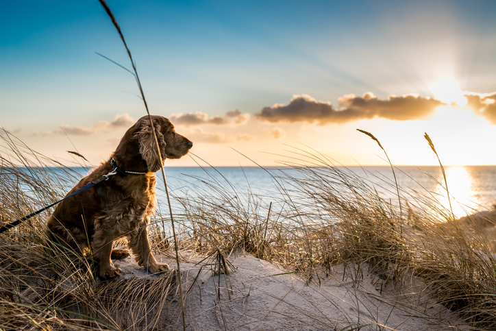A dog sits on an Oak Island beach