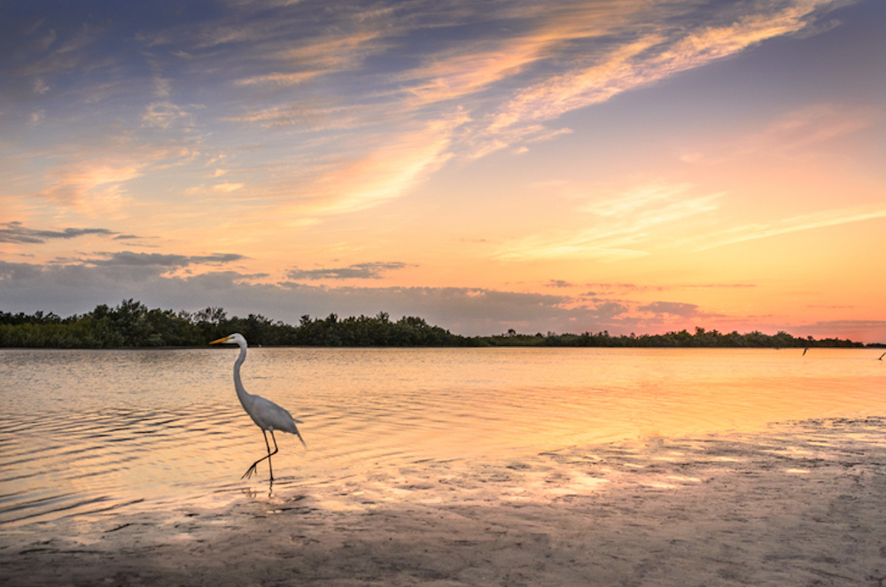 egret in north carolina