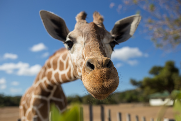 giraffe north carolina zoo