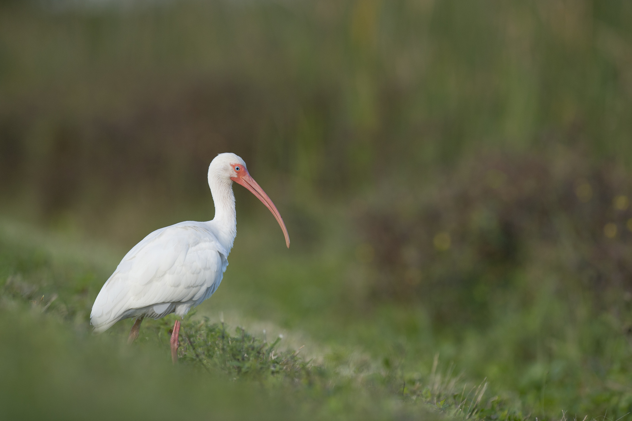 ibis north carolina