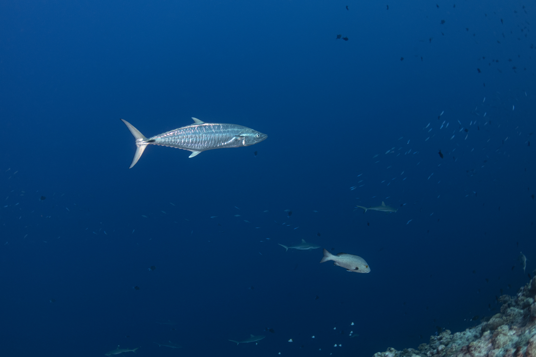 king mackerel in north carolina