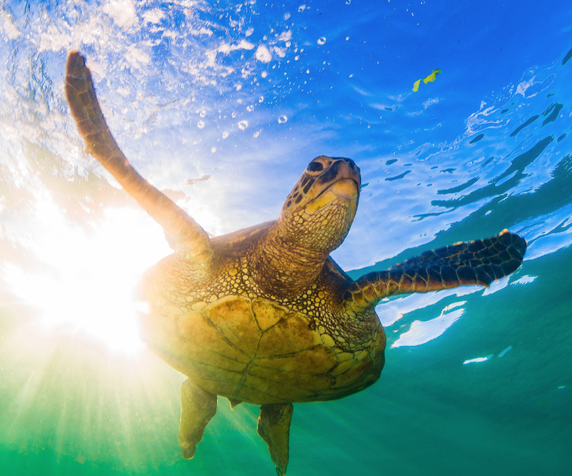 Loggerhead Sea Turtle Oak Island NC