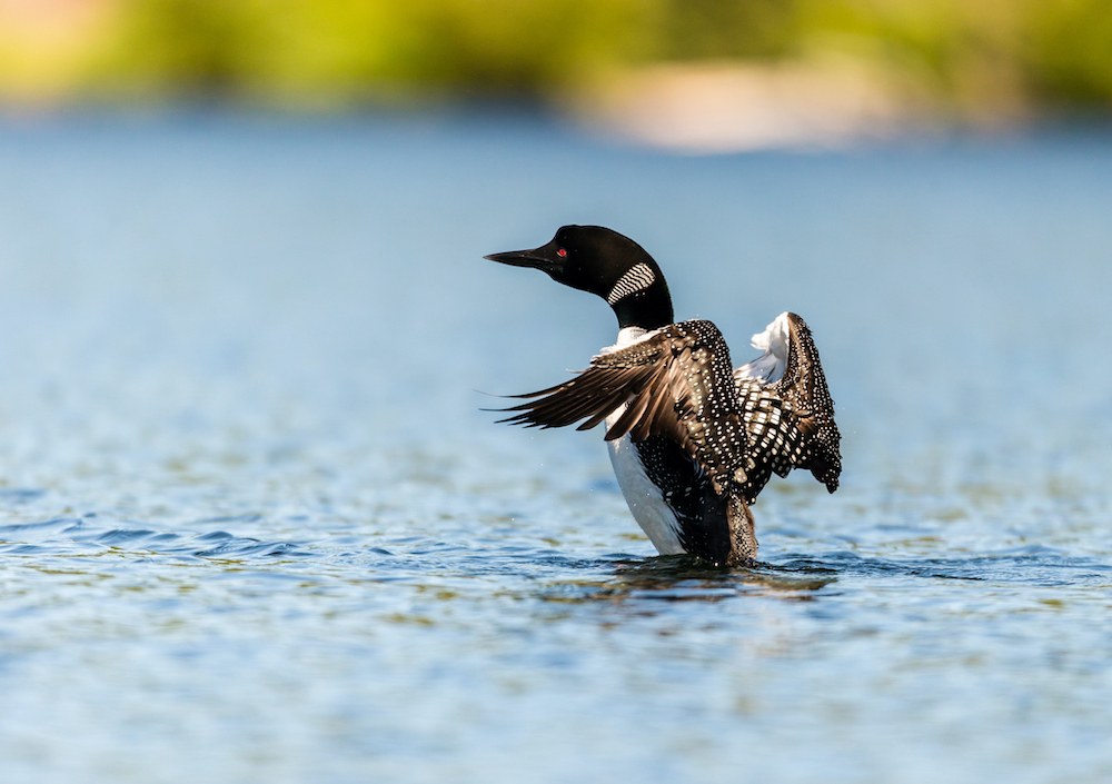 loon in oak island nc