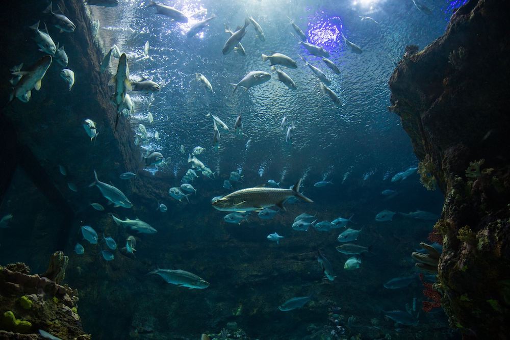 north carolina aquarium