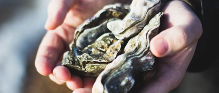 Eastern NC Oyster Season