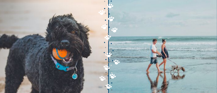Pet Friendly Oak Island Vacation Pet Friendly Oak Island Vacation