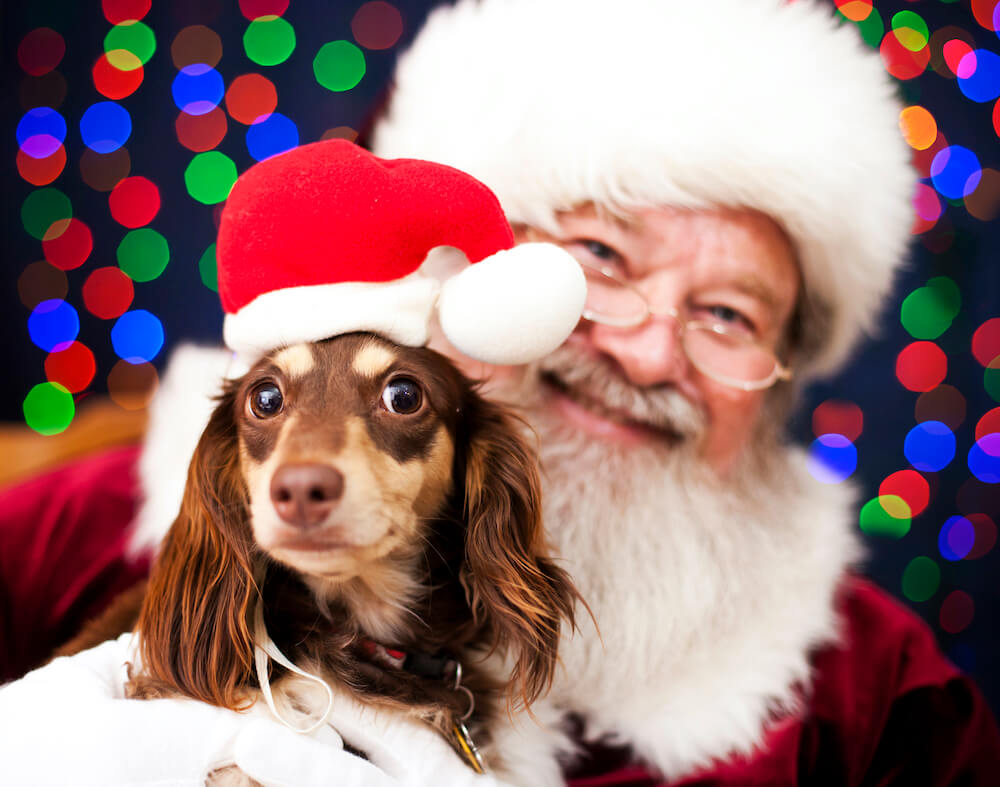 pets with santa, dog with santa