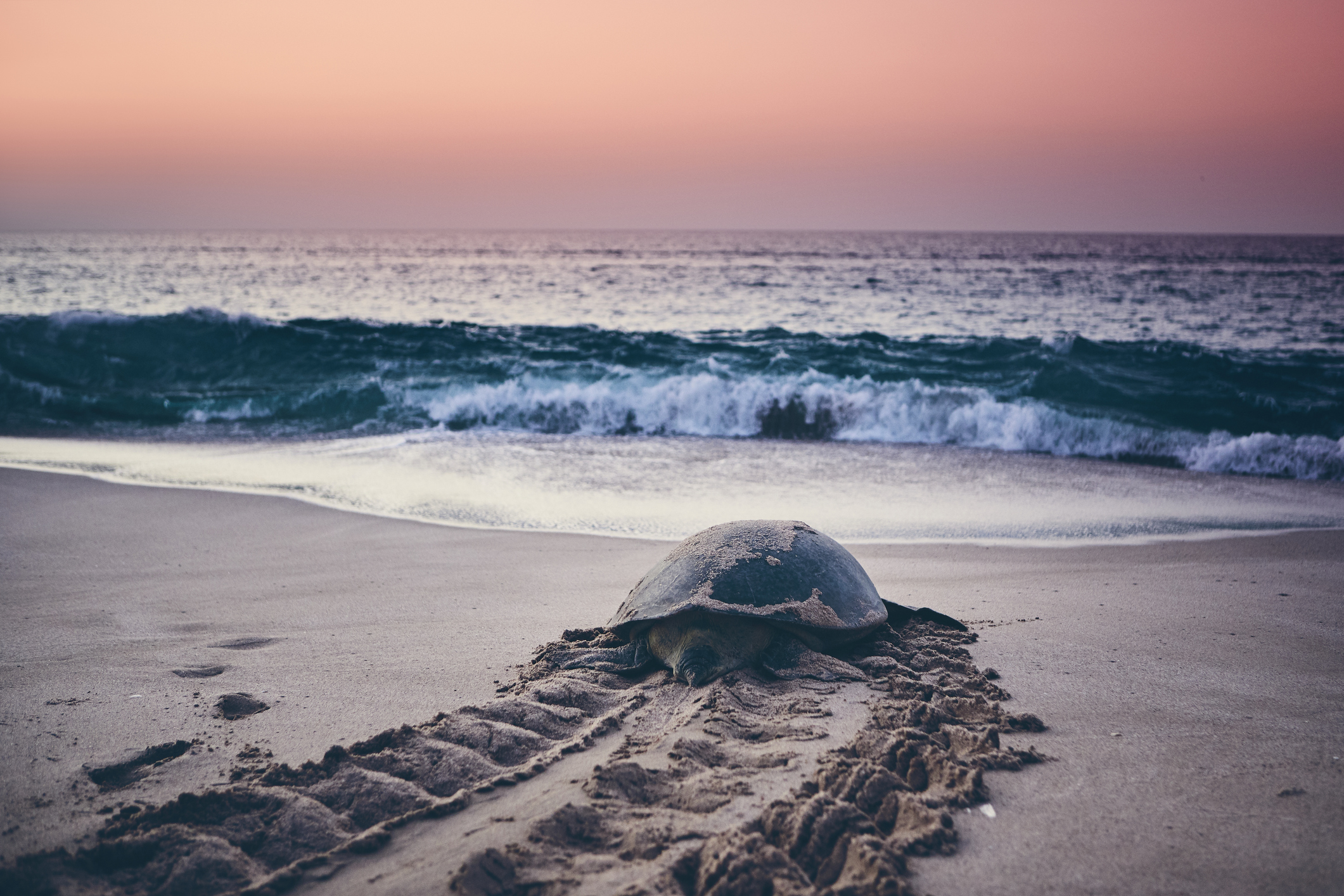 sea turtles in oak island nc