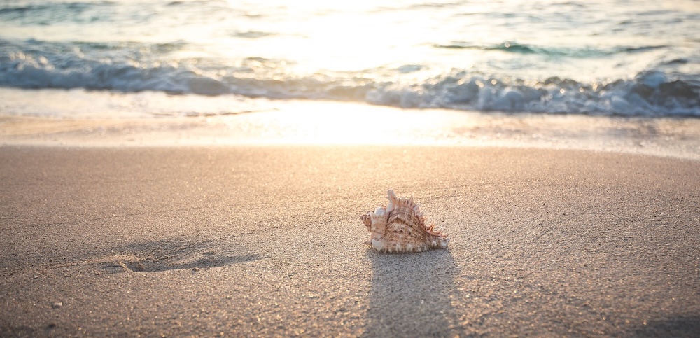 Oak Island NC Sea Shells 