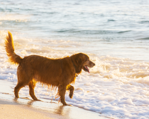 How to Have the Ultimate Pet-Friendly Oak Island Vacation That Gets Tails Wagging